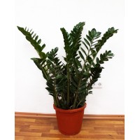 Заміокулькас великий (Zamioculcas)