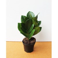 Zamioculcas small