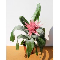 Эхмея (Aechmea)