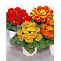 Кальцеолярия (Calceolaria)