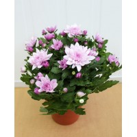 Хризантема Анастасія (Chrysanthemum)
