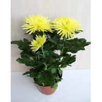 Chrysanthemum indoor ball