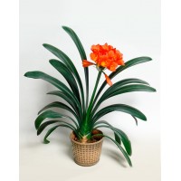 Clivia