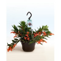 Колумнея (Columnea)
