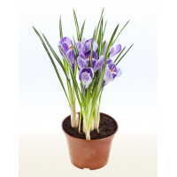 Крокус, шафран (Crocus)