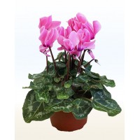 Цикламен (Cyclamen)