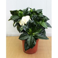 Gardenia jasmine (Gardenia jasminoides)