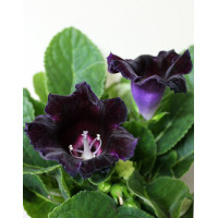 Глоксинія (Gloxinia)