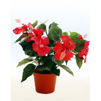 Гібіскус, Китайська троянда (Hibiscus)