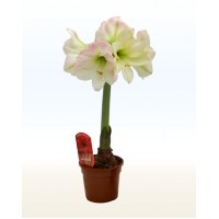 Гіпеаструм (Hippeastrum)
