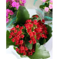 Каланхое каландіва (Kalanchoe)