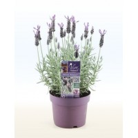 Лаванда (Lavandula)