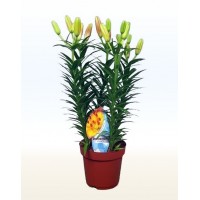 Лілія (Lilium)