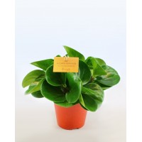 Пеперомія туполистна Green Gold