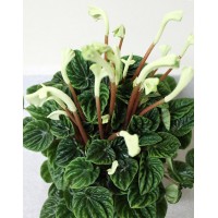 Пеперомія Ліліан (Peperomia Lilian)