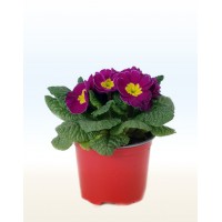 Primrose (Primula)