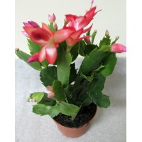 Шлюмбергера (Schlumbergera)