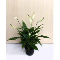 Спатифиллум малый (Spathiphyllum)