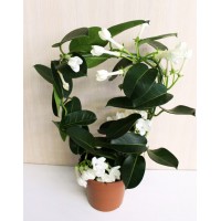 Жасмин Стефанотис (Stephanotis floribunda)