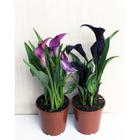 Зантедескія, Кала (Zantedeschia)