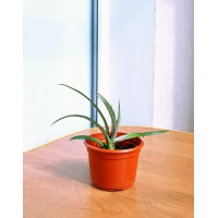 Pineapple Caena indoor (0.1-0.2m)