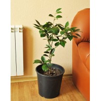Orange Washington Navel (0.7-1m)