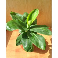 Banana Kiev dwarf (0.3-0.5m)