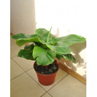 Banana Kiev dwarf (0.8-1m)