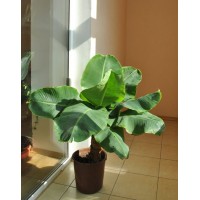Banana Kiev dwarf (1.3-1.5m)