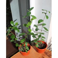 Feijoa (0.3-0.5m)