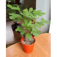 Fig Honey (0.5-0.7m)