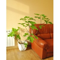 Fig Honey (1.3-1.5m)