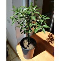 Kinkan, kumquat (0.6-0.8m)