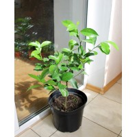 Meyer's lemon medium (0.5-0.8m)