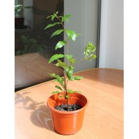 Fruit pomegranate (0.2-0.3m)