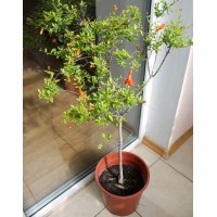 Гранат декоративний (0,8-1,0 м)