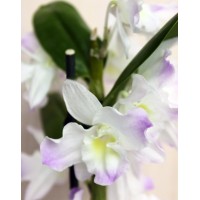 Orchid Dendrobium mix