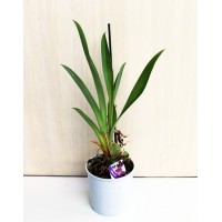 Orchid Miltonia faded