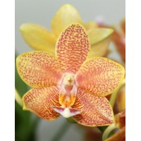 Phalaenopsis multiflora special mix