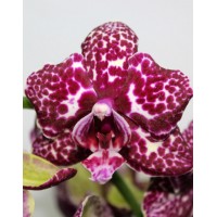 Phalaenopsis Orchid Wild Cat
