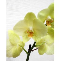 Phalaenopsis Orchid Amadeus