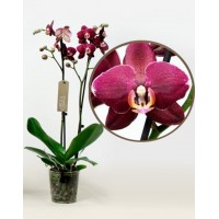 Phalaenopsis Orchid Aranka Red