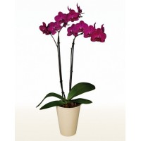 Phalaenopsis Cherry Orchid