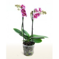 Phalaenopsis Orchid Ciske