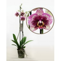 Phalaenopsis Orchid Elegant Dream