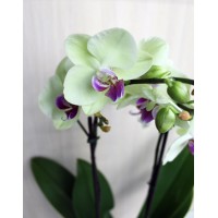 Phalaenopsis orchid Fancy Fresco