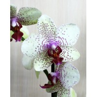Phalaenopsis Orchid Helsinki