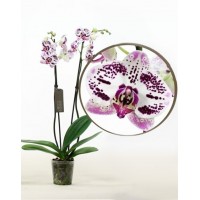 Phalaenopsis Orchid Justin