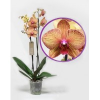 Phalaenopsis Orchid Kaleidoscope