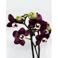 Phalaenopsis orchid black Caoda